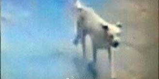 台湾狗崽爆料曲线视频,揭秘曲线视频背后的秘密 第2张 台湾狗崽爆料曲线视频,揭秘曲线视频背后的秘密 第2张