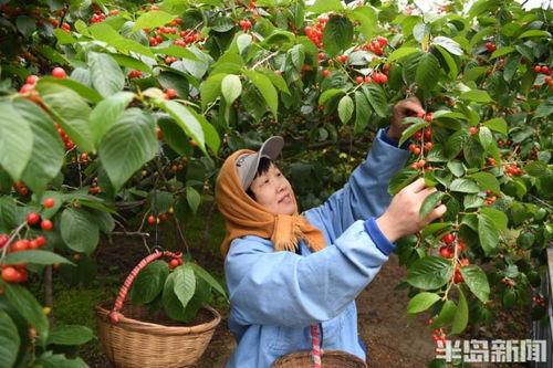 《樱桃》在线观看,一场关于成长与救赎的视觉盛宴  第2张
