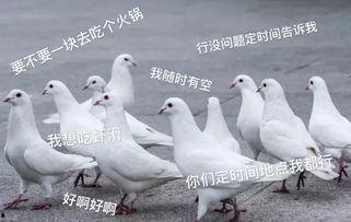 鸽子爆料打架视频真实,一场真实打架事件的记录 第2张 鸽子爆料打架视频真实,一场真实打架事件的记录 第2张