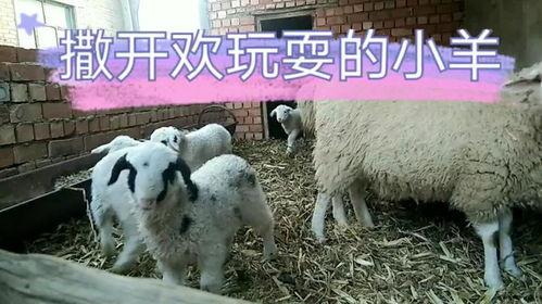 小羊爱吃草被人爆料视频,镜头下的天然美食探索 第2张 小羊爱吃草被人爆料视频,镜头下的天然美食探索 第2张