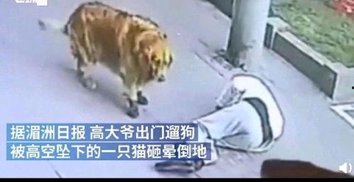 猫老板被爆料视频大全,揭秘幕后的真实故事 第2张 猫老板被爆料视频大全,揭秘幕后的真实故事 第2张