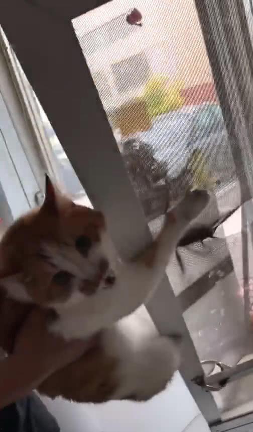 猫老板被爆料视频大全,揭秘幕后的真实故事 第3张 猫老板被爆料视频大全,揭秘幕后的真实故事 第3张