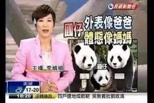 新闻爆料熊猫哥事件真相,真相背后的曲折与反思 第2张 新闻爆料熊猫哥事件真相,真相背后的曲折与反思 第2张