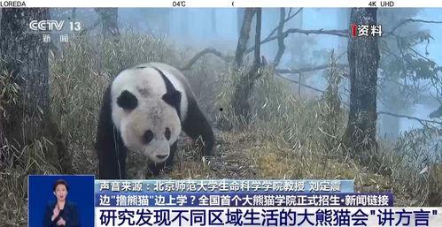 新闻爆料熊猫哥事件真相,真相背后的曲折与反思 第3张 新闻爆料熊猫哥事件真相,真相背后的曲折与反思 第3张
