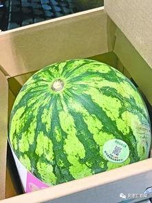 上哪免费吃瓜,畅享网络盛宴的秘密通道 第3张 上哪免费吃瓜,畅享网络盛宴的秘密通道 第3张