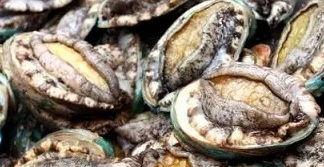 鲍鱼最新爆料图片大全,高清美图大赏 第3张 鲍鱼最新爆料图片大全,高清美图大赏 第3张