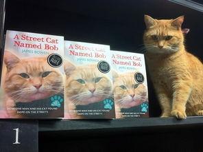 猫片在线观看影片 第2张 猫片在线观看影片 第2张