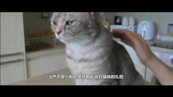 猫片在线观看影片 第3张 猫片在线观看影片 第3张