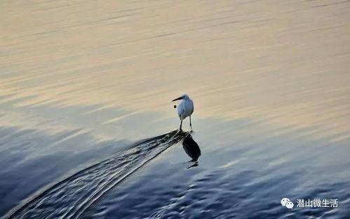 白鹭夺宝爆料视频,视频爆料揭示宝藏背后的神秘故事  第2张