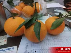 橙子娱乐独家爆料官网,揭秘娱乐圈最新动态！  第2张