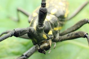 天牛哥爆料视频大全,揭秘热点事件背后的真相  第2张