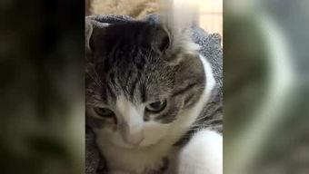 天牛哥爆料视频大全,揭秘热点事件背后的真相  第3张