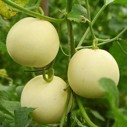 沃神爆料甜瓜视频,揭秘篮球巨星幕后故事  第3张