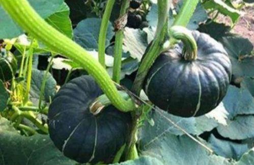 韩城网红事件吃瓜,揭秘网络舆论的风暴与真相