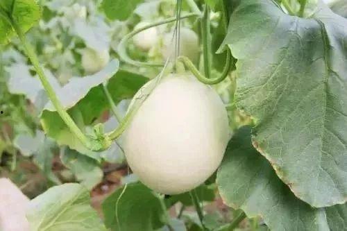 韩城网红事件吃瓜,揭秘网络舆论的风暴与真相  第3张