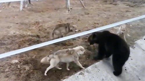 头狼在线观看,在线观看，揭秘丛林法则的生存智慧