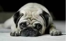 巴哥最新爆料事件新闻,揭秘娱乐圈惊人内幕  第2张