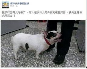 巴哥最新爆料事件新闻,揭秘娱乐圈惊人内幕  第3张