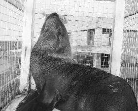 海狗最新爆料新闻,揭秘娱乐圈最新劲爆事件 第3张 海狗最新爆料新闻,揭秘娱乐圈最新劲爆事件 第3张